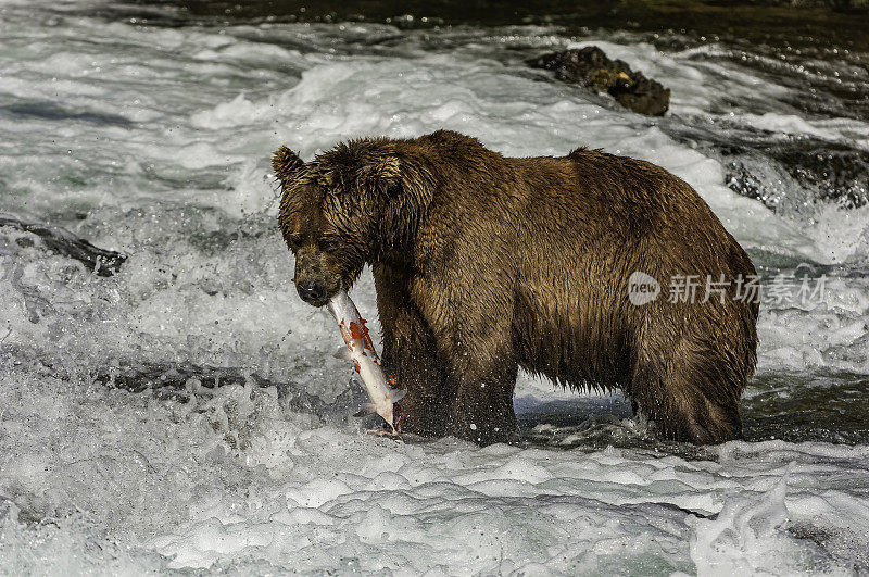 阿拉斯加棕熊，北极熊，吃红鲑鱼，Oncorhynchus nerka，布鲁克斯河和瀑布，卡特迈国家公园，阿拉斯加。以刚从河里抓来的鲑鱼为食。